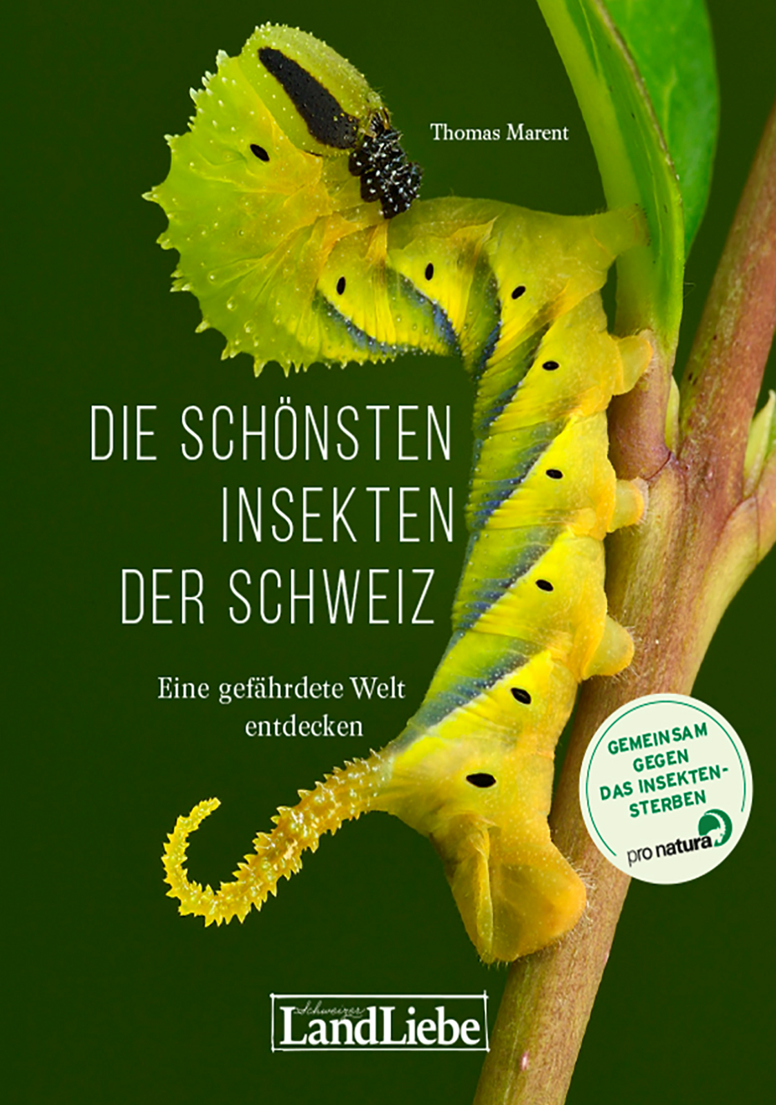 Die schönsten Insekten der Schweiz